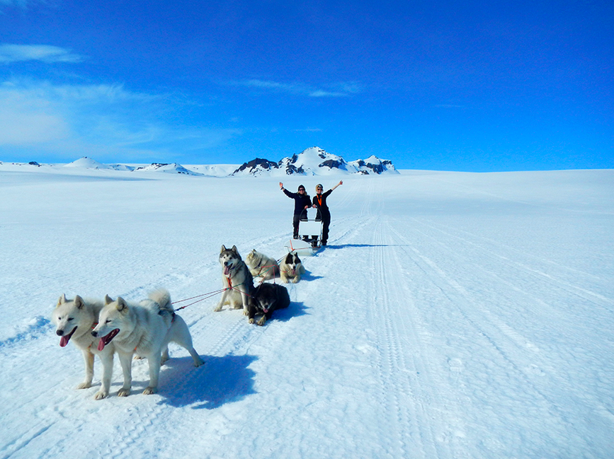 Chiens de traineaux